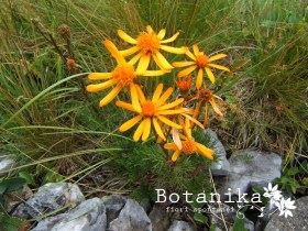 senecio abrotanifolius